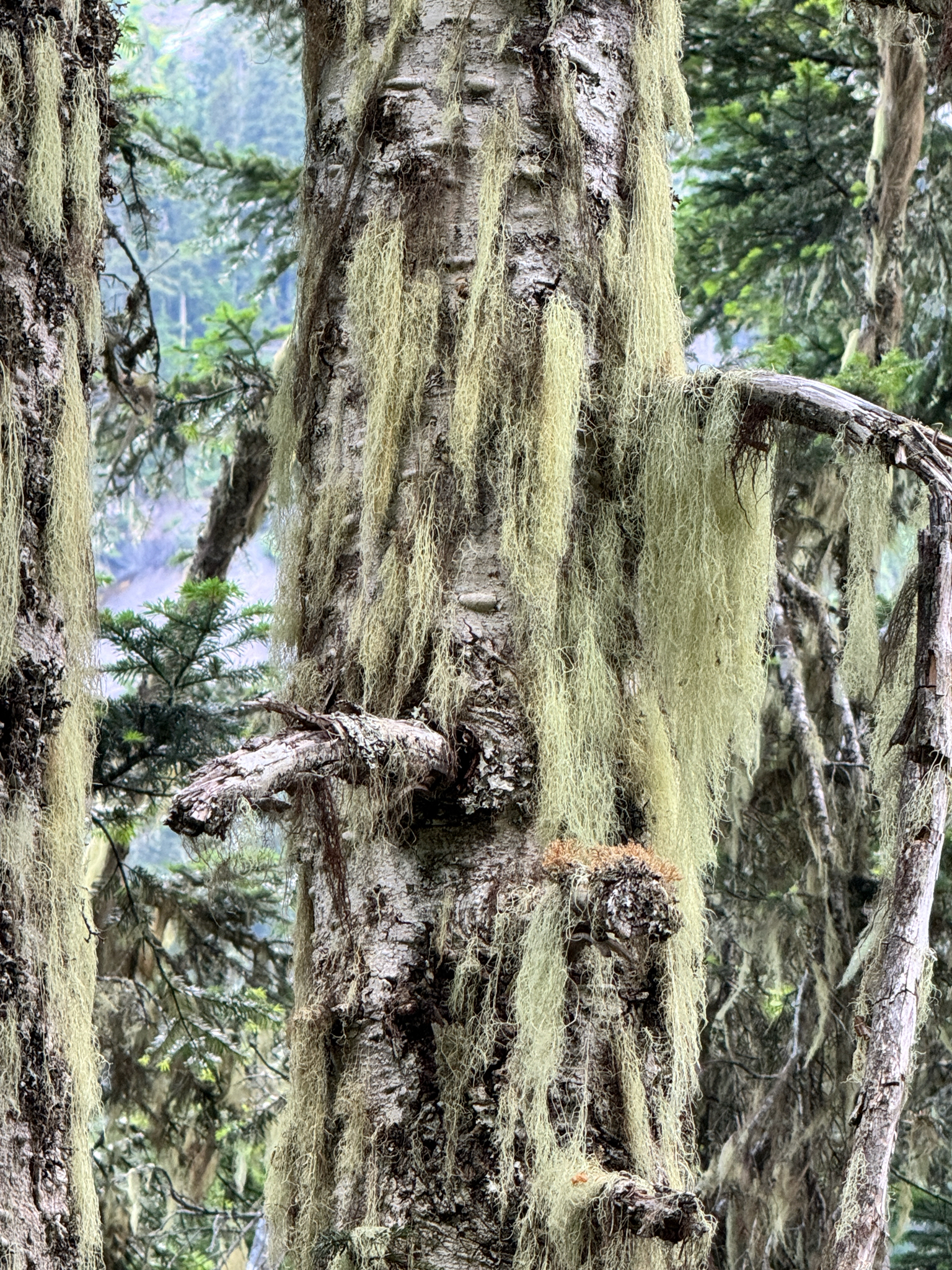 Alectoria sarmentosa