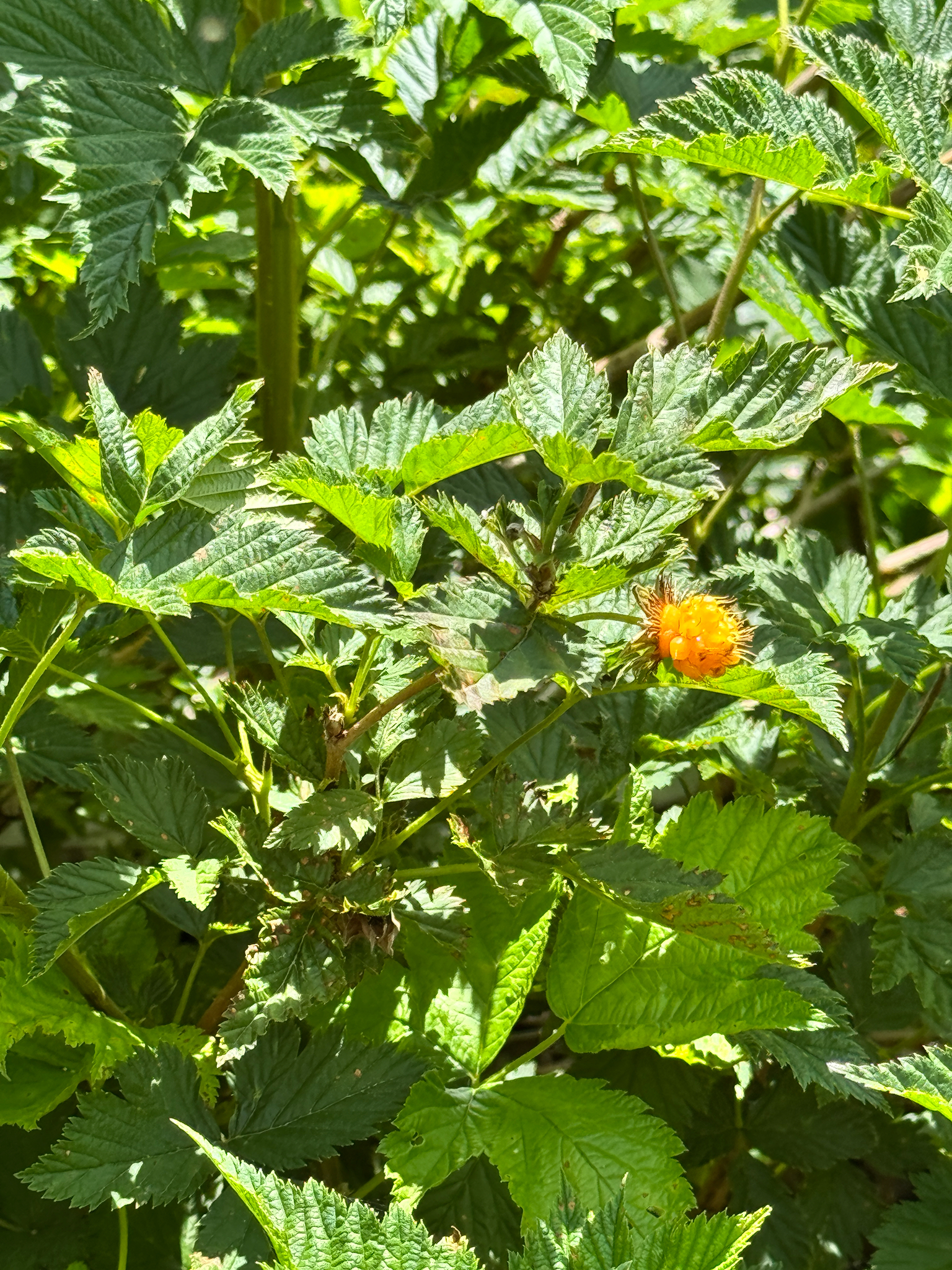 Rubus spectabilis