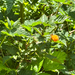 Salmonberry