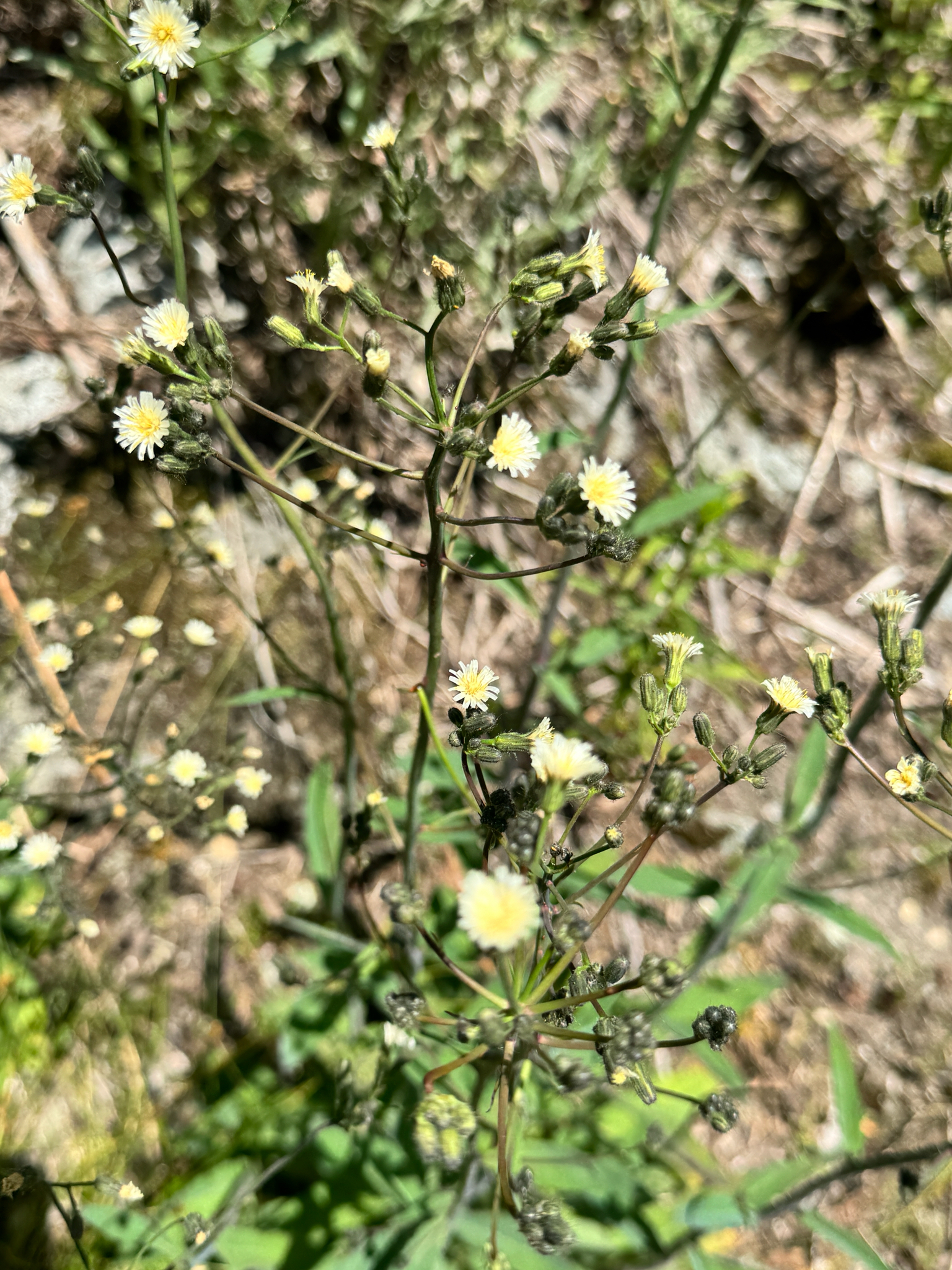 Hieracium albiflorum