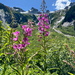 fireweed
