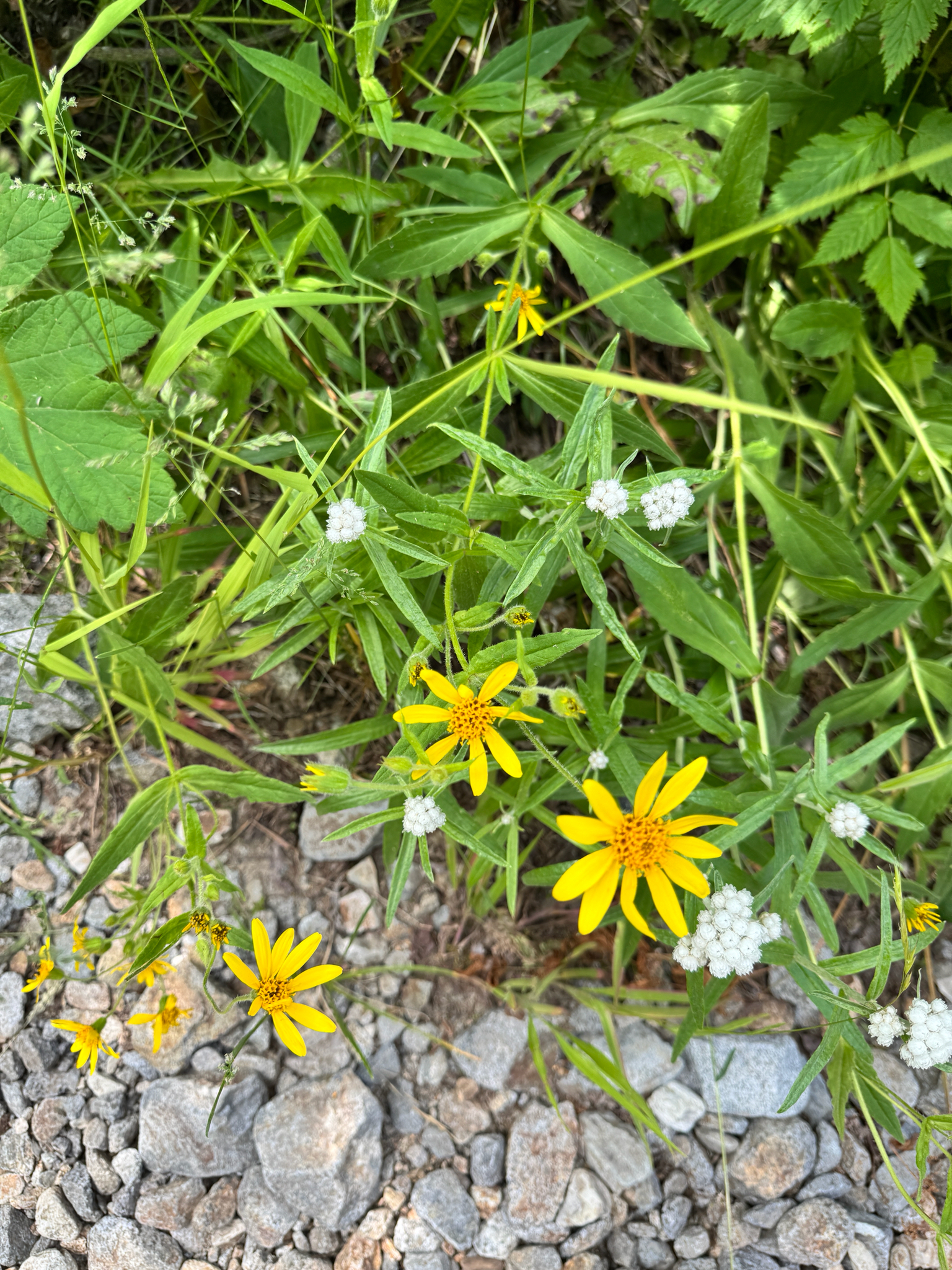 Arnica lanceolata