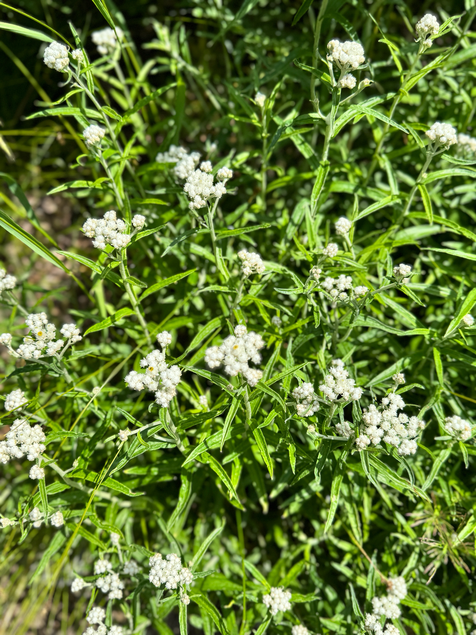 Anaphalis margaritacea