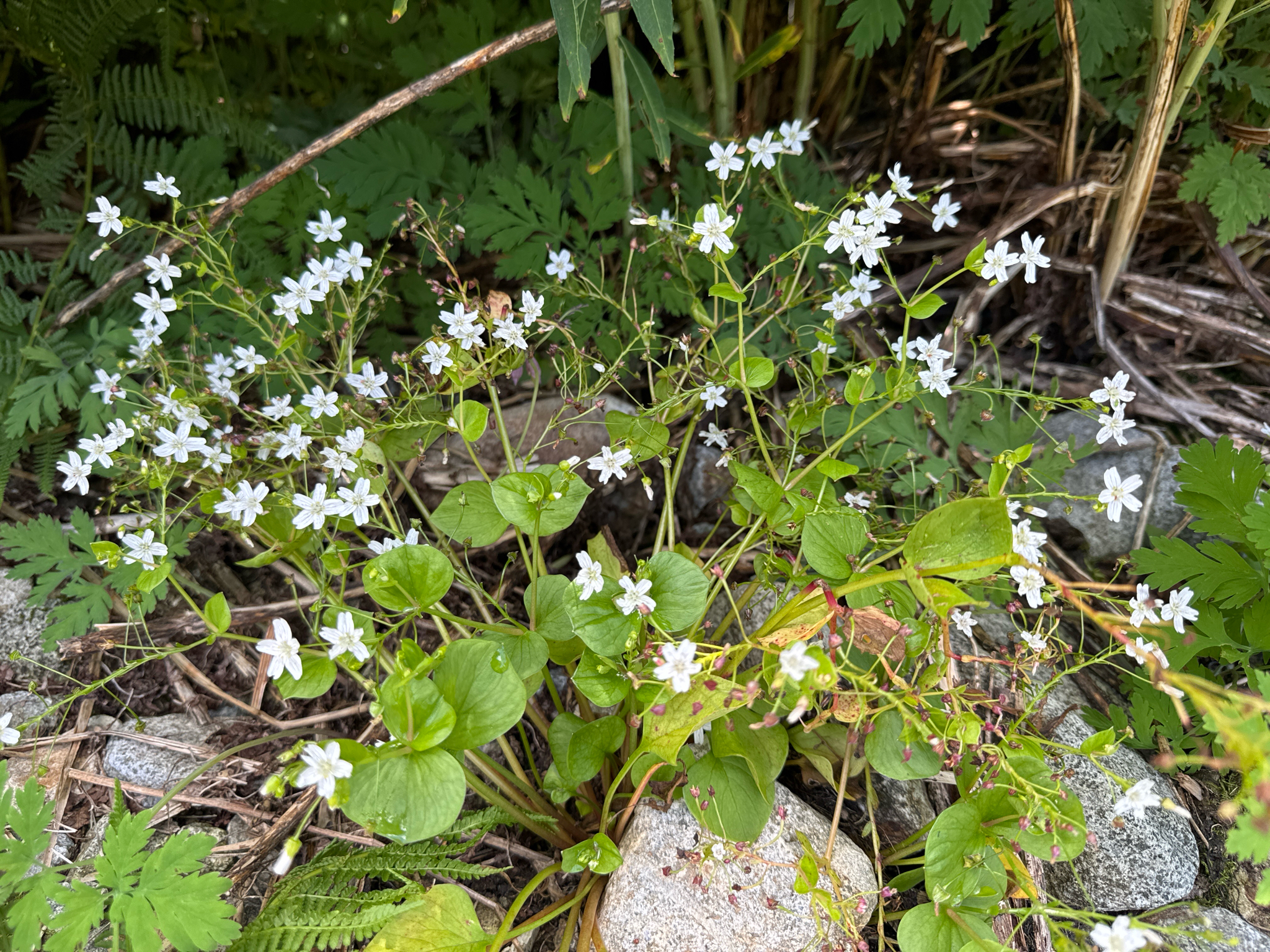 Claytonia sibirica