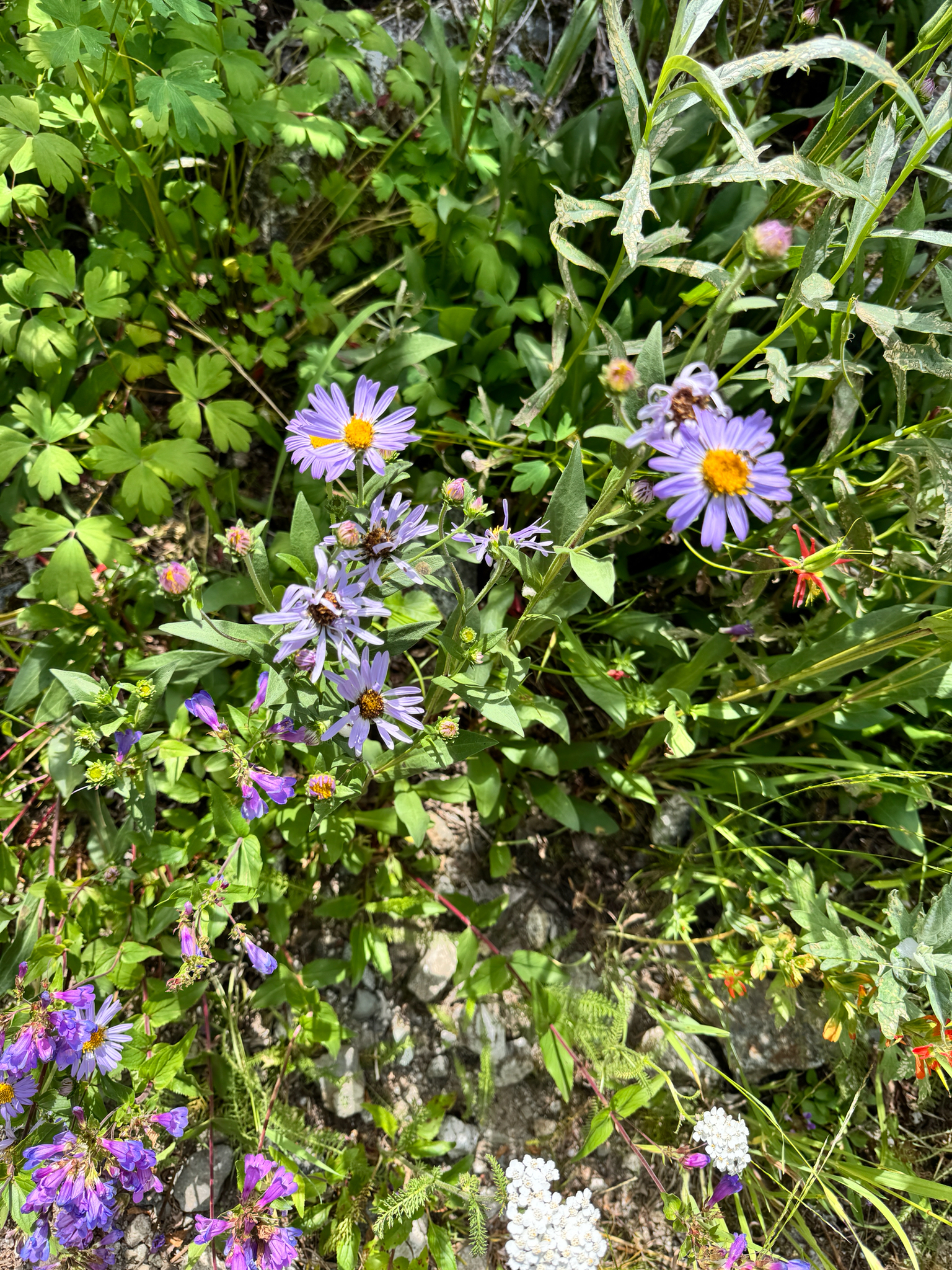 Symphyotrichum foliaceum