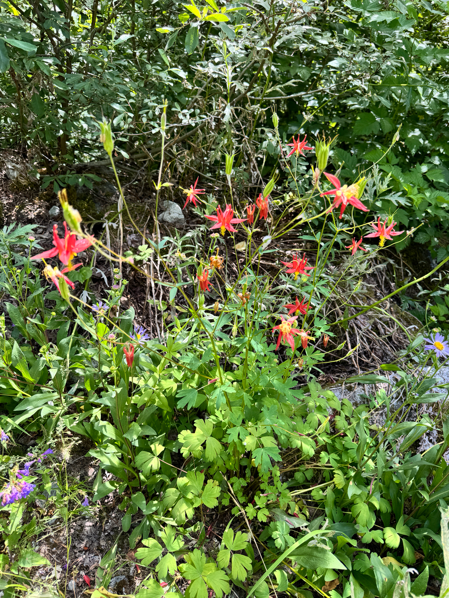 Aquilegia formosa