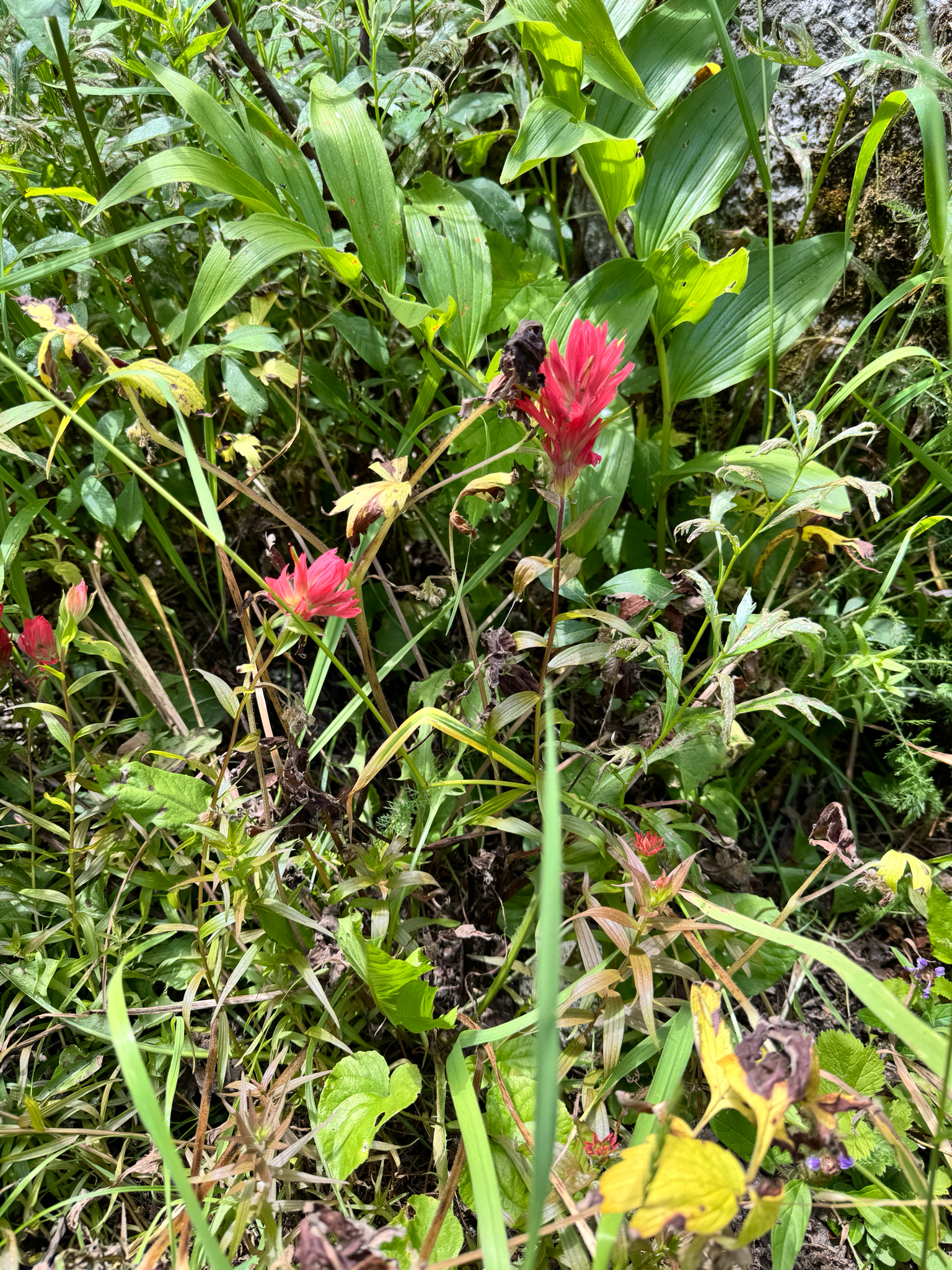Castilleja miniata