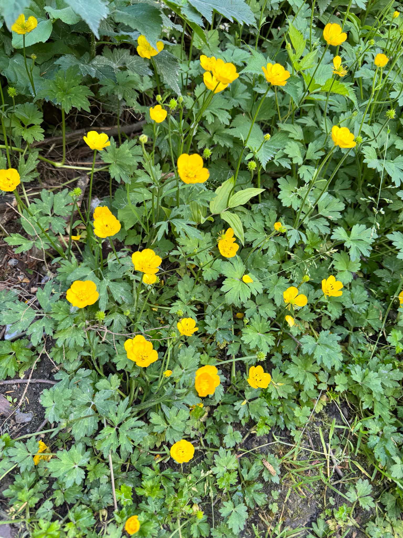 Ranunculus repens