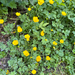 Creeping buttercup