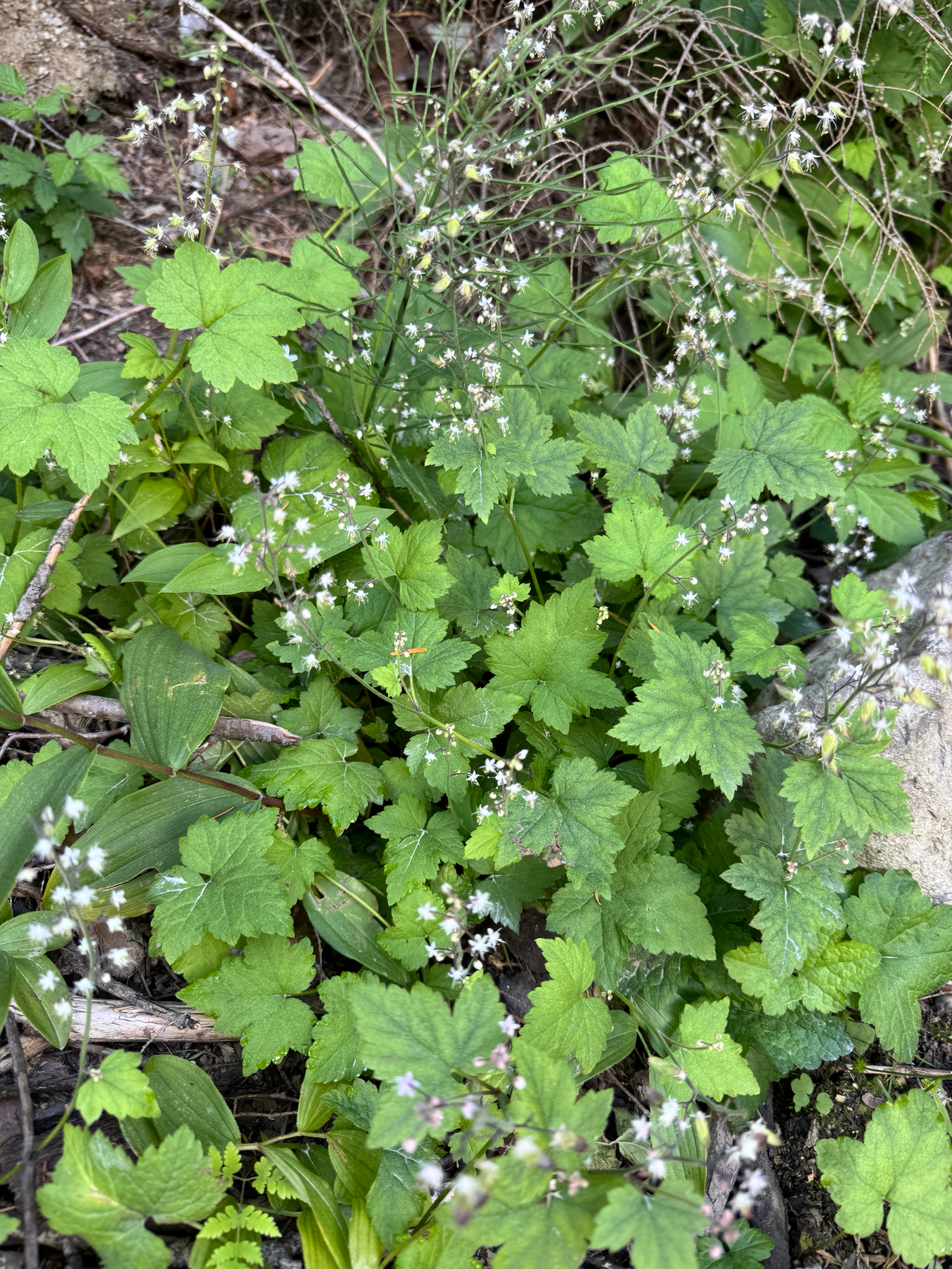 Tiarella trifoliata