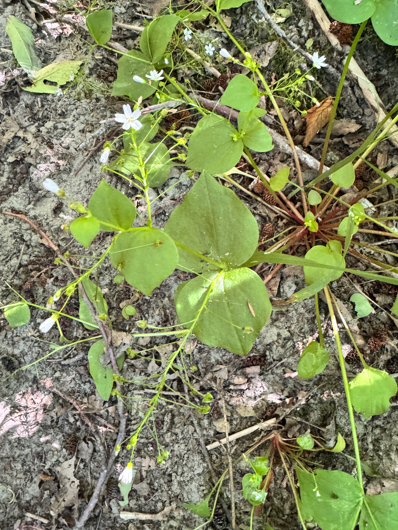 Claytonia sibirica