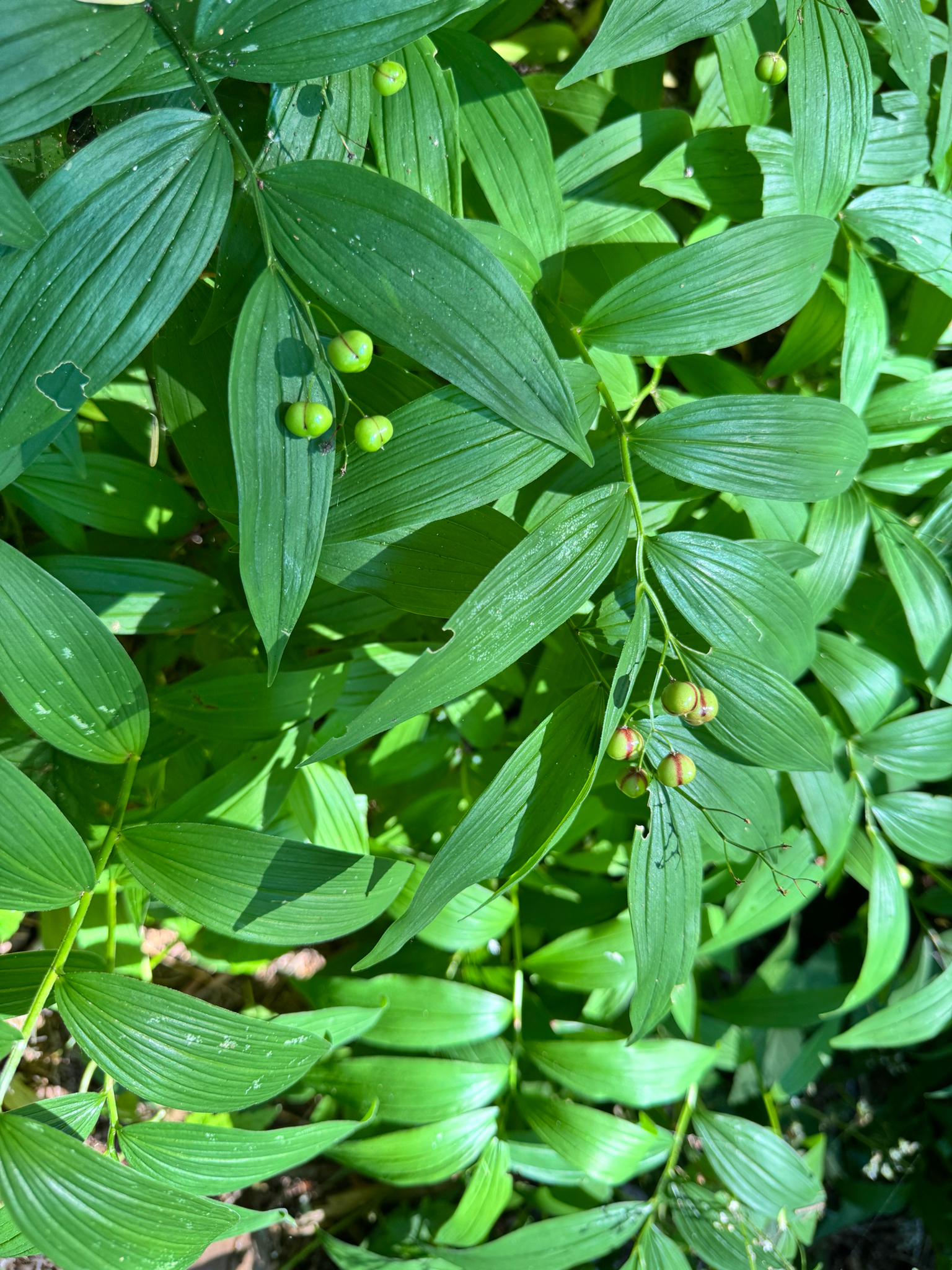 Maianthemum stellatum