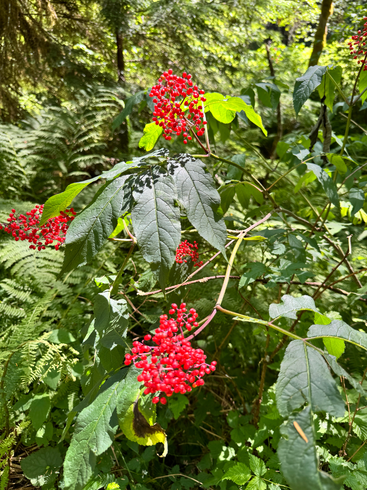 Sambucus racemosa