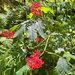 red-berried elder