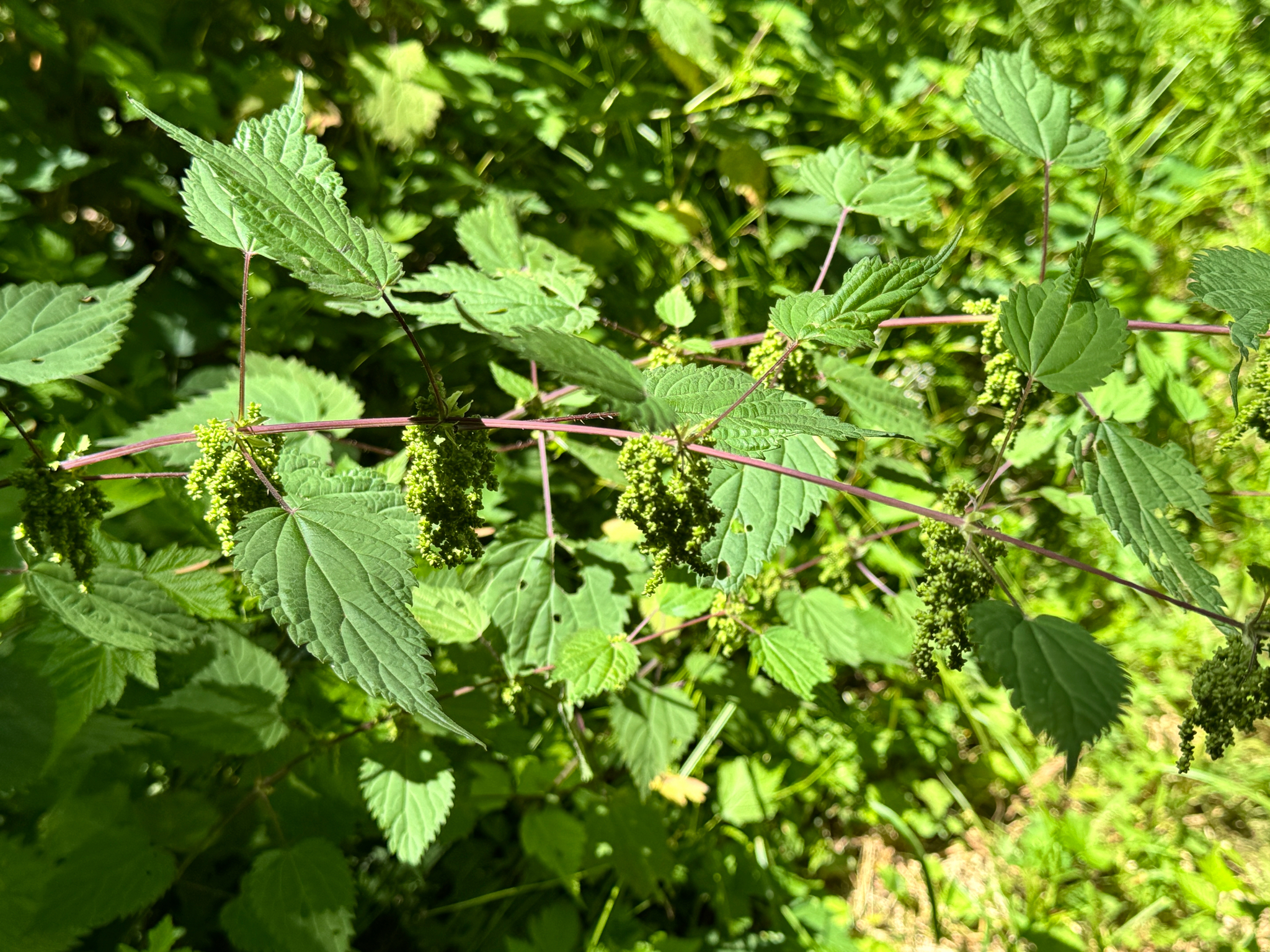 Urtica gracilis
