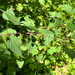slender stinging nettle