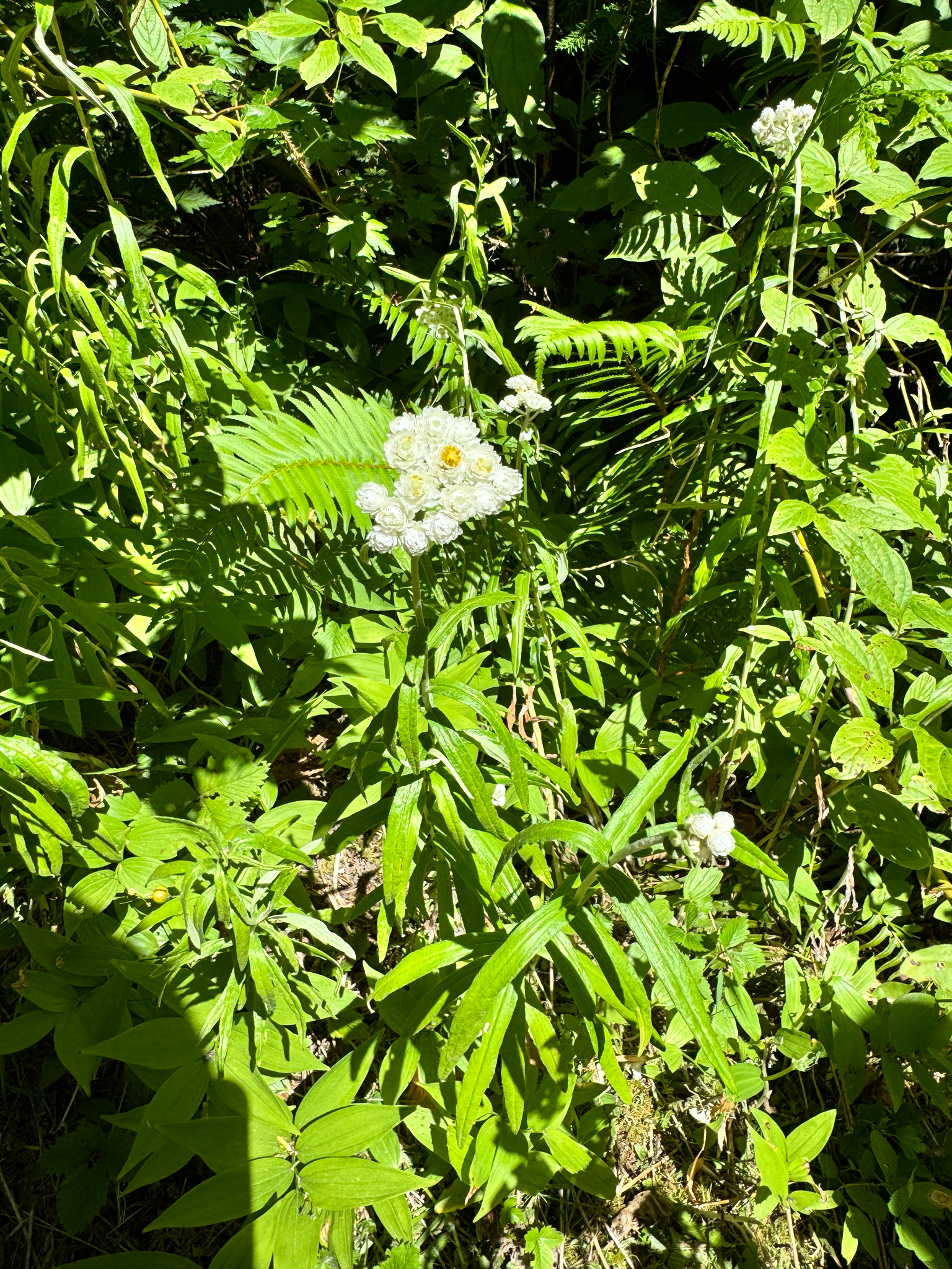 Anaphalis margaritacea