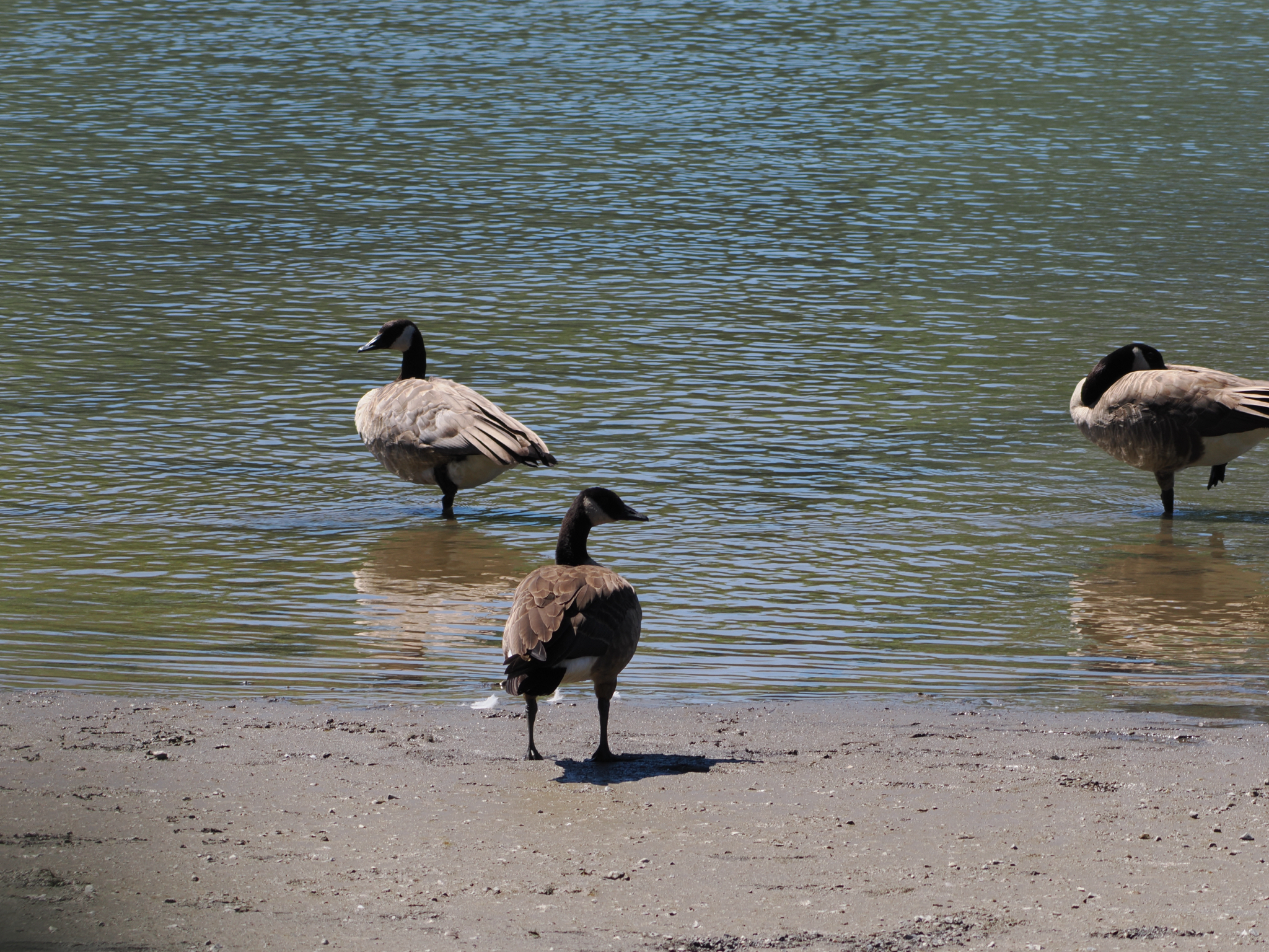 Branta canadensis