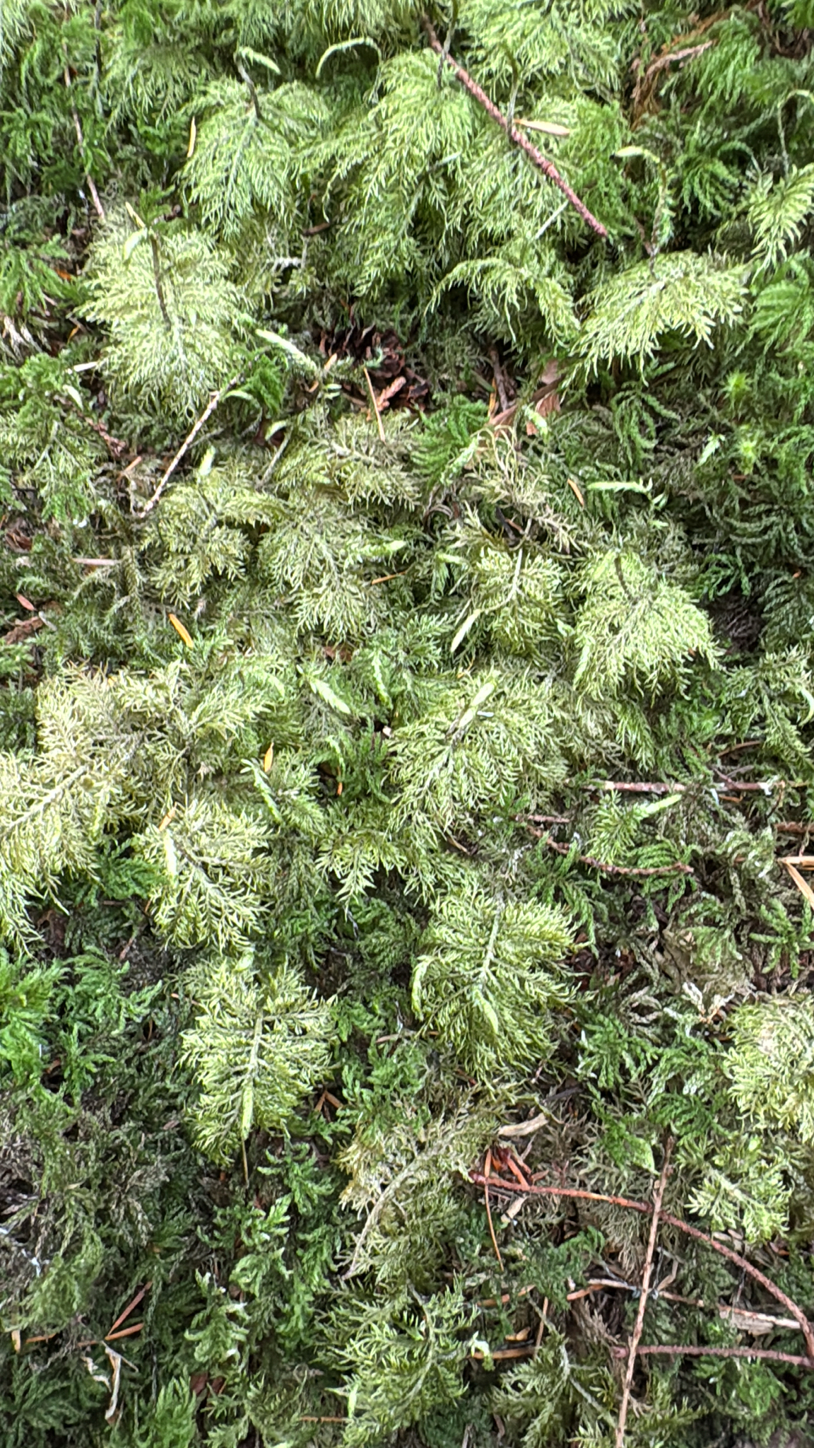 Hylocomium splendens