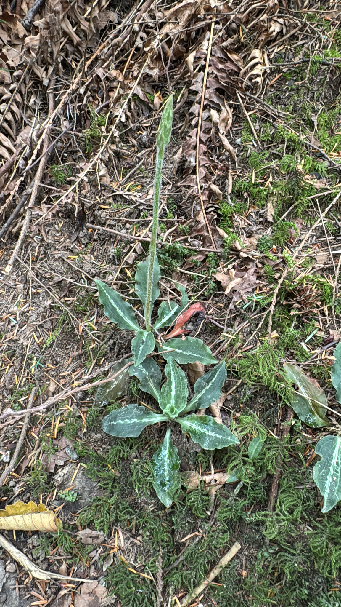 Goodyera oblongifolia