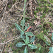 Western Rattlesnake Plantain