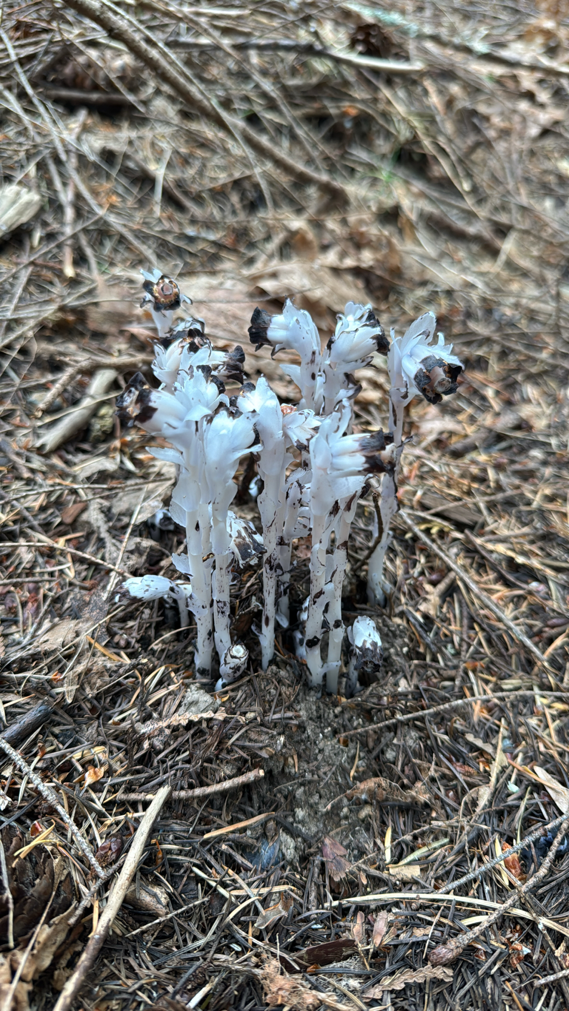 Monotropa uniflora