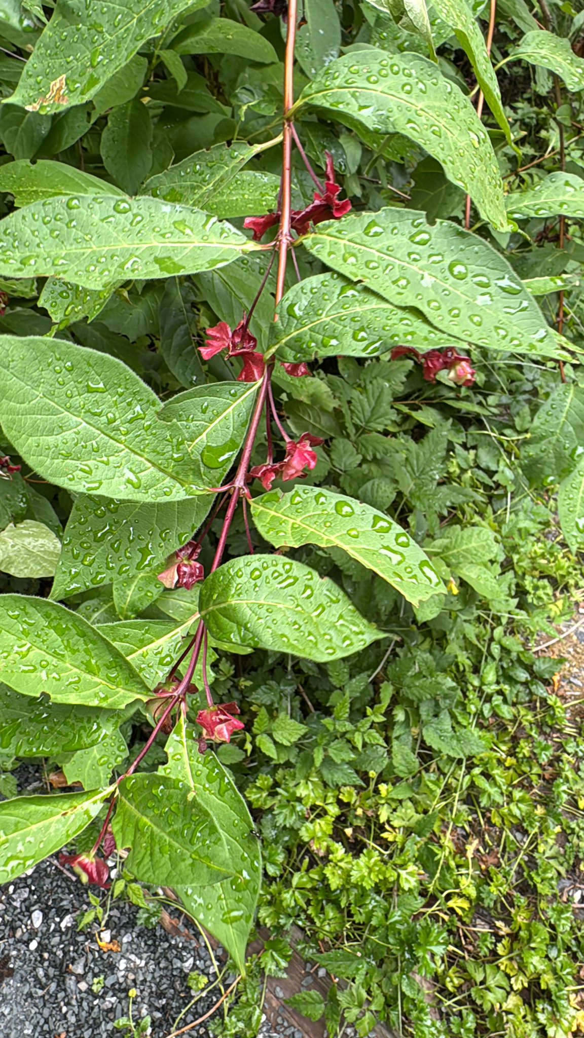 Lonicera involucrata