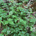 Threeleaf Foamflower