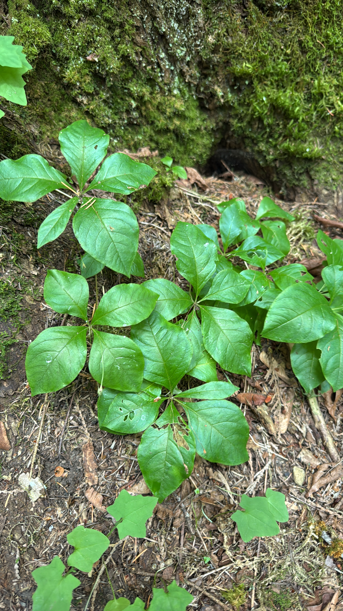 Lysimachia latifolia