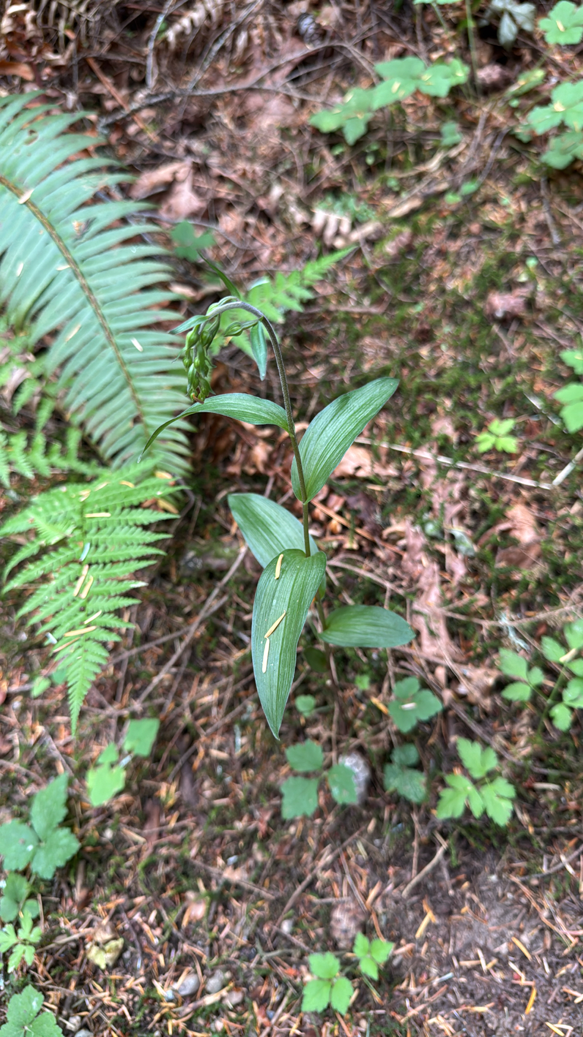 Epipactis helleborine