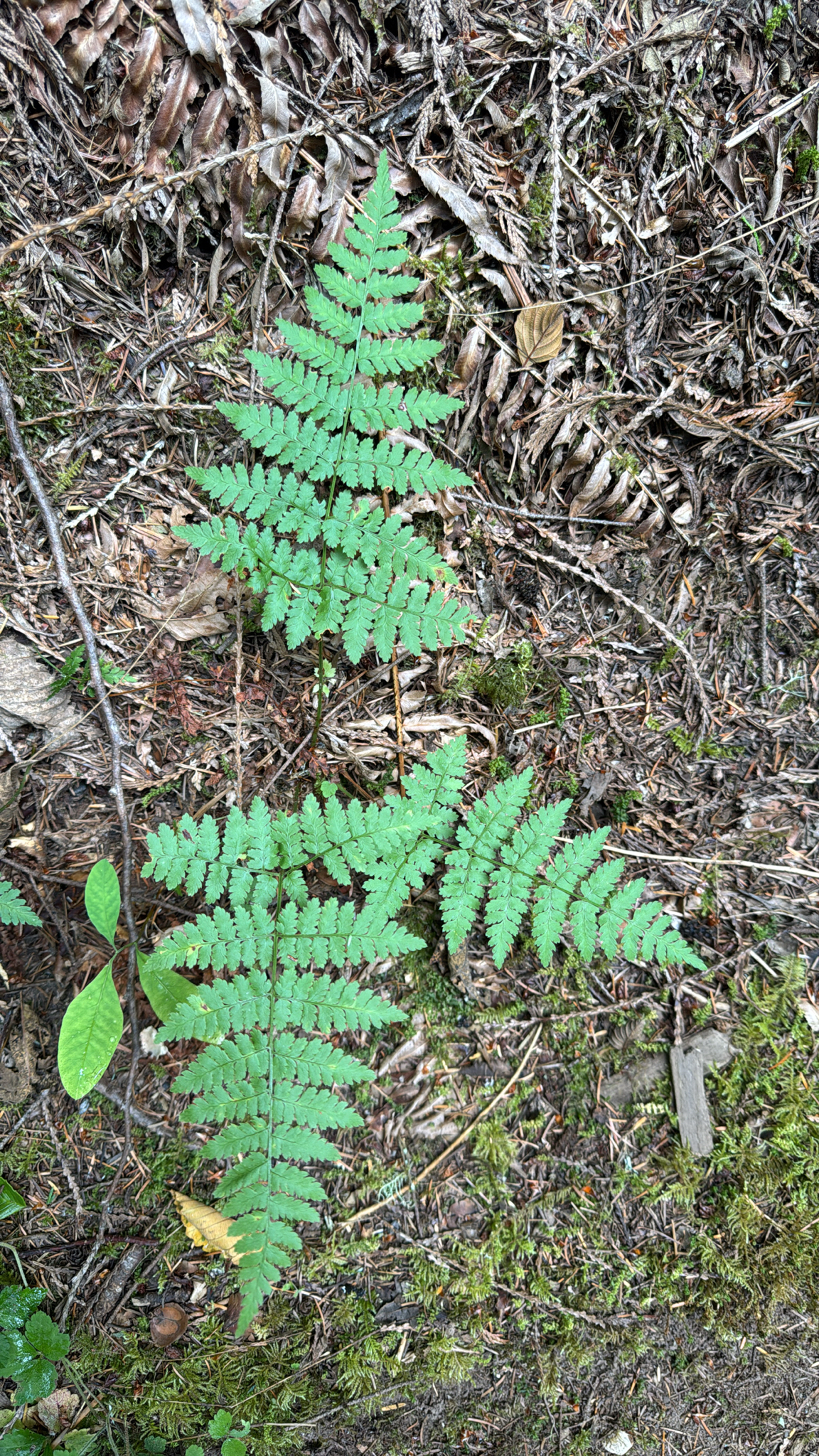 Dryopteris expansa