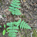 spreading wood fern