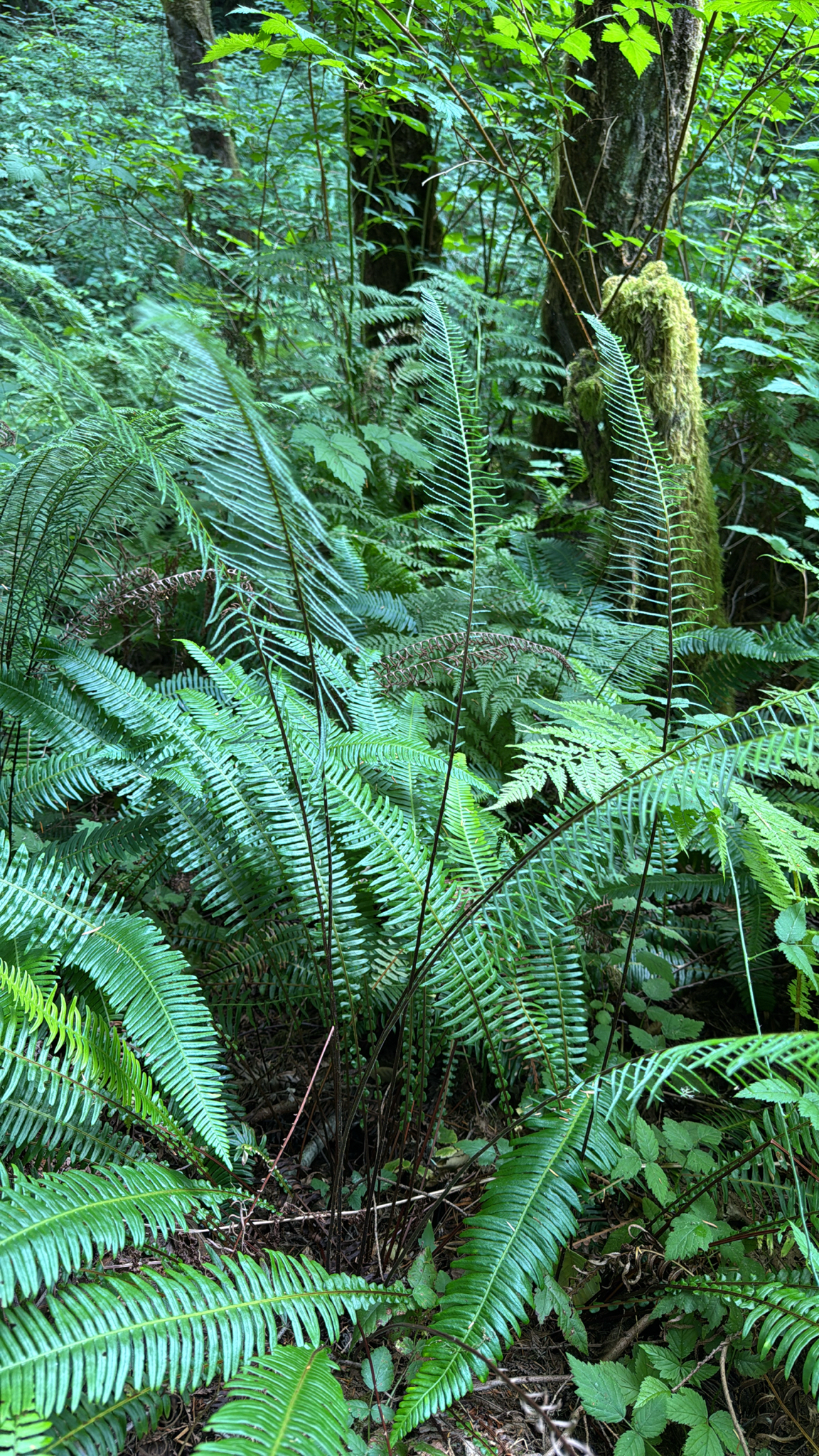 Struthiopteris spicant