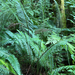 deer fern