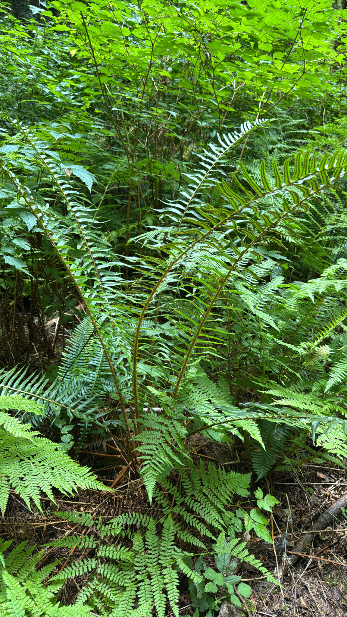 Polystichum munitum