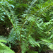 western sword fern