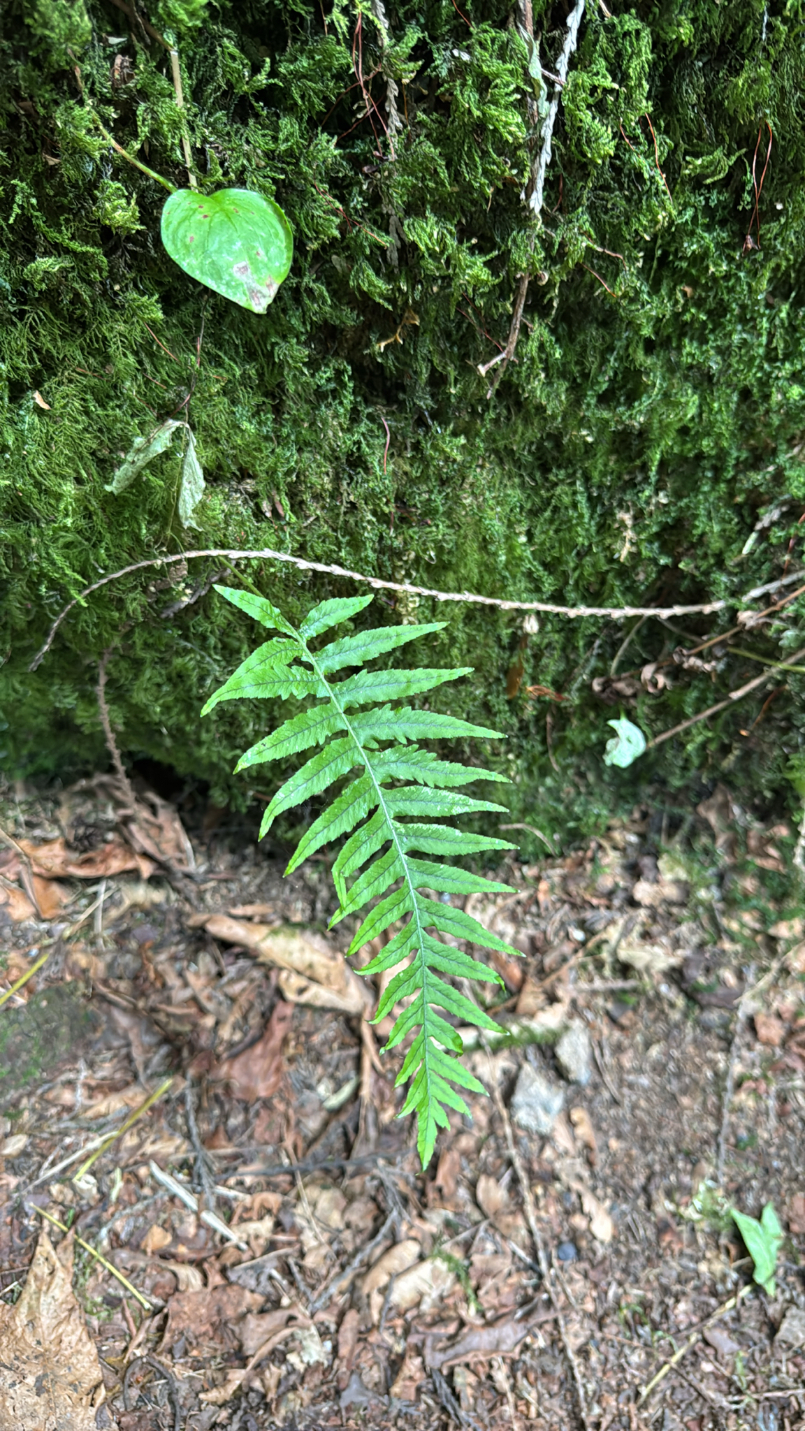 Polypodium glycyrrhiza