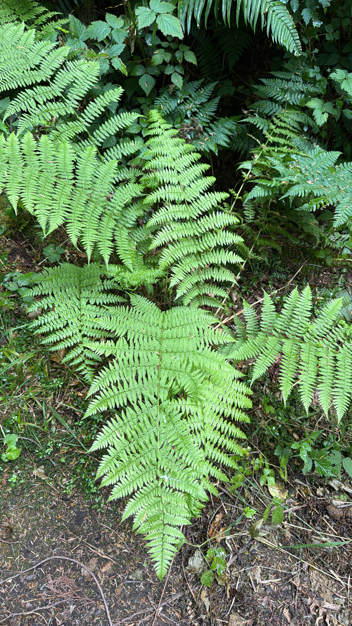 Athyrium filix-femina