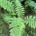 lady fern