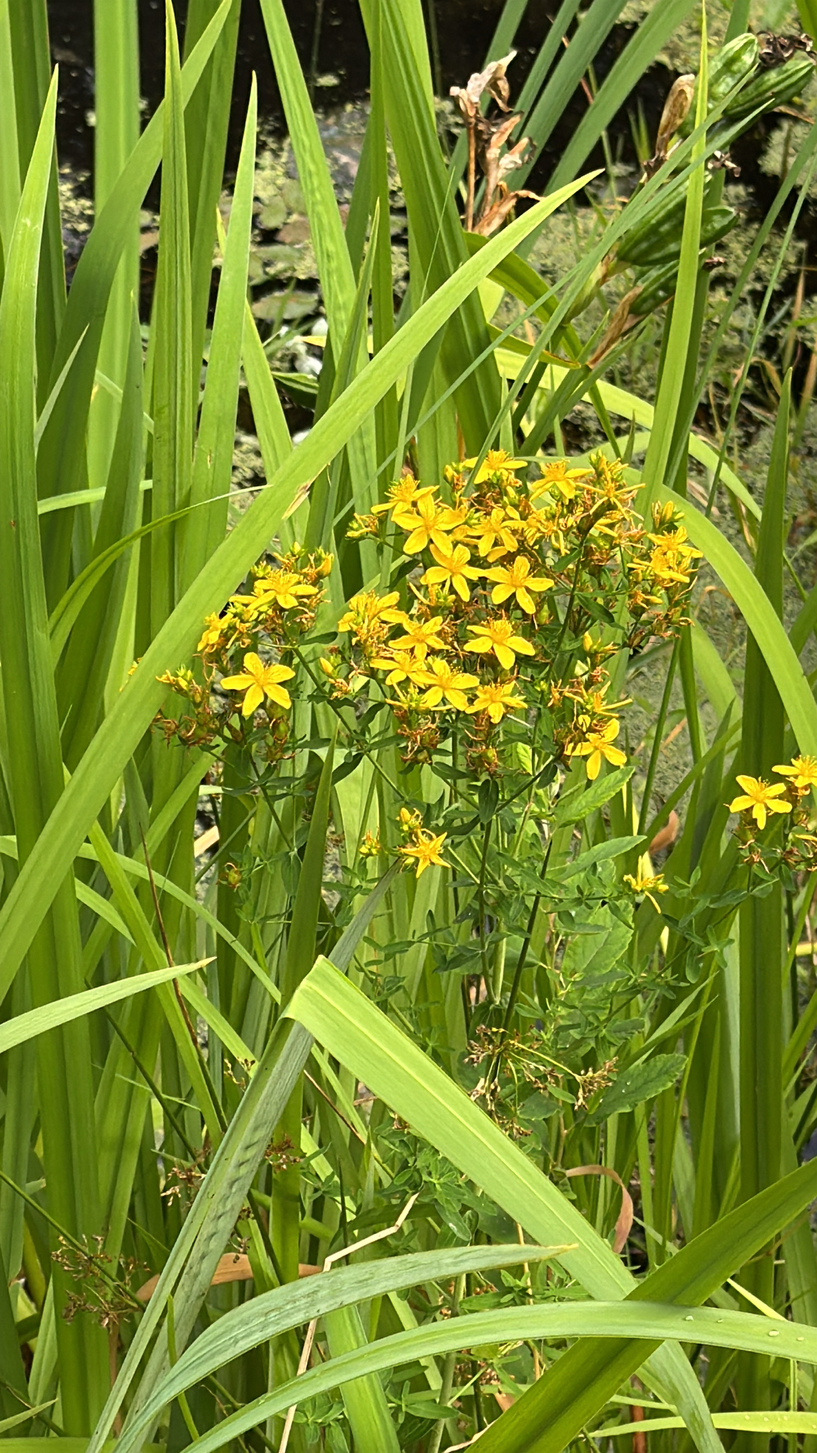 Hypericum perforatum