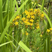 Common St. John's Wort