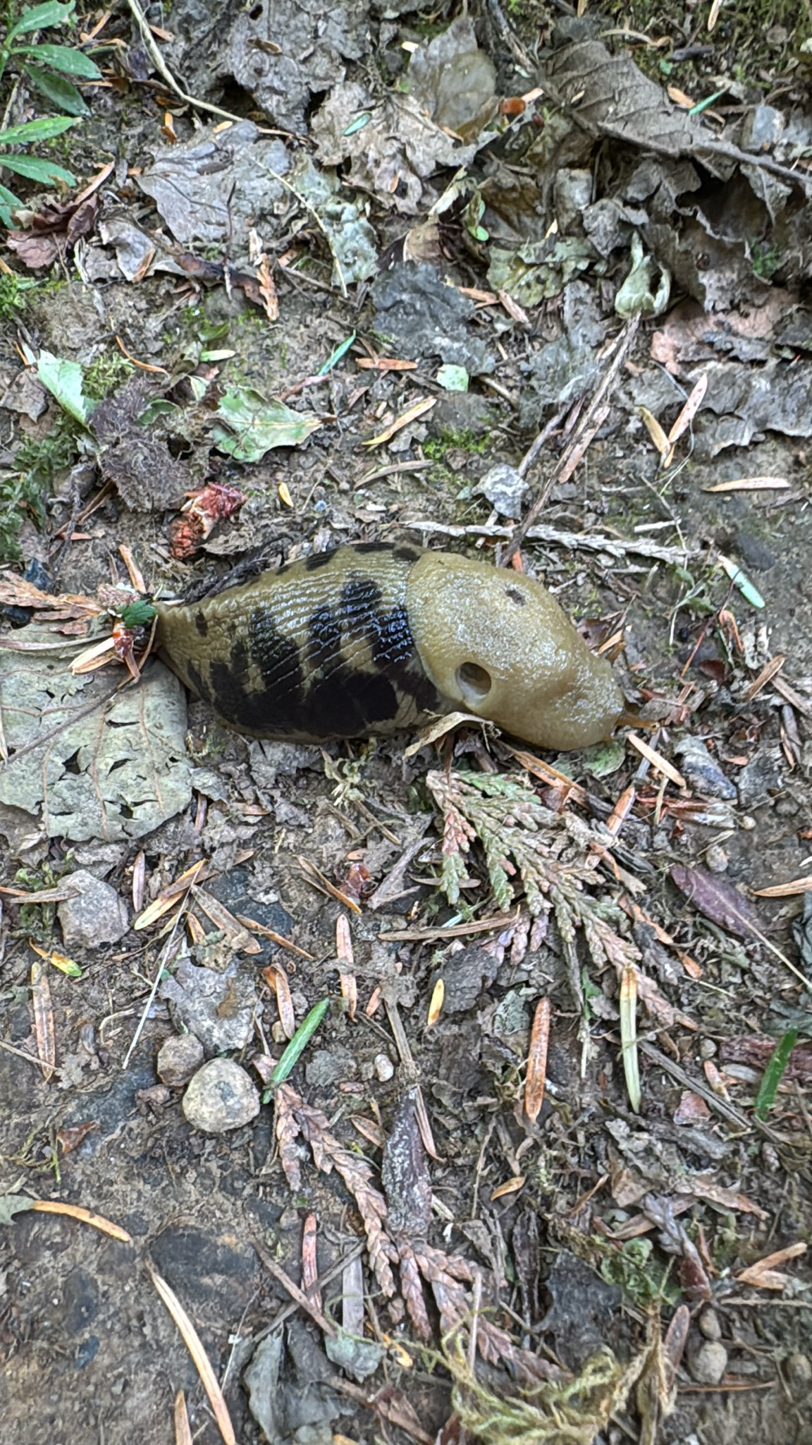 Ariolimax columbianus