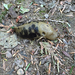 Pacific Banana Slug