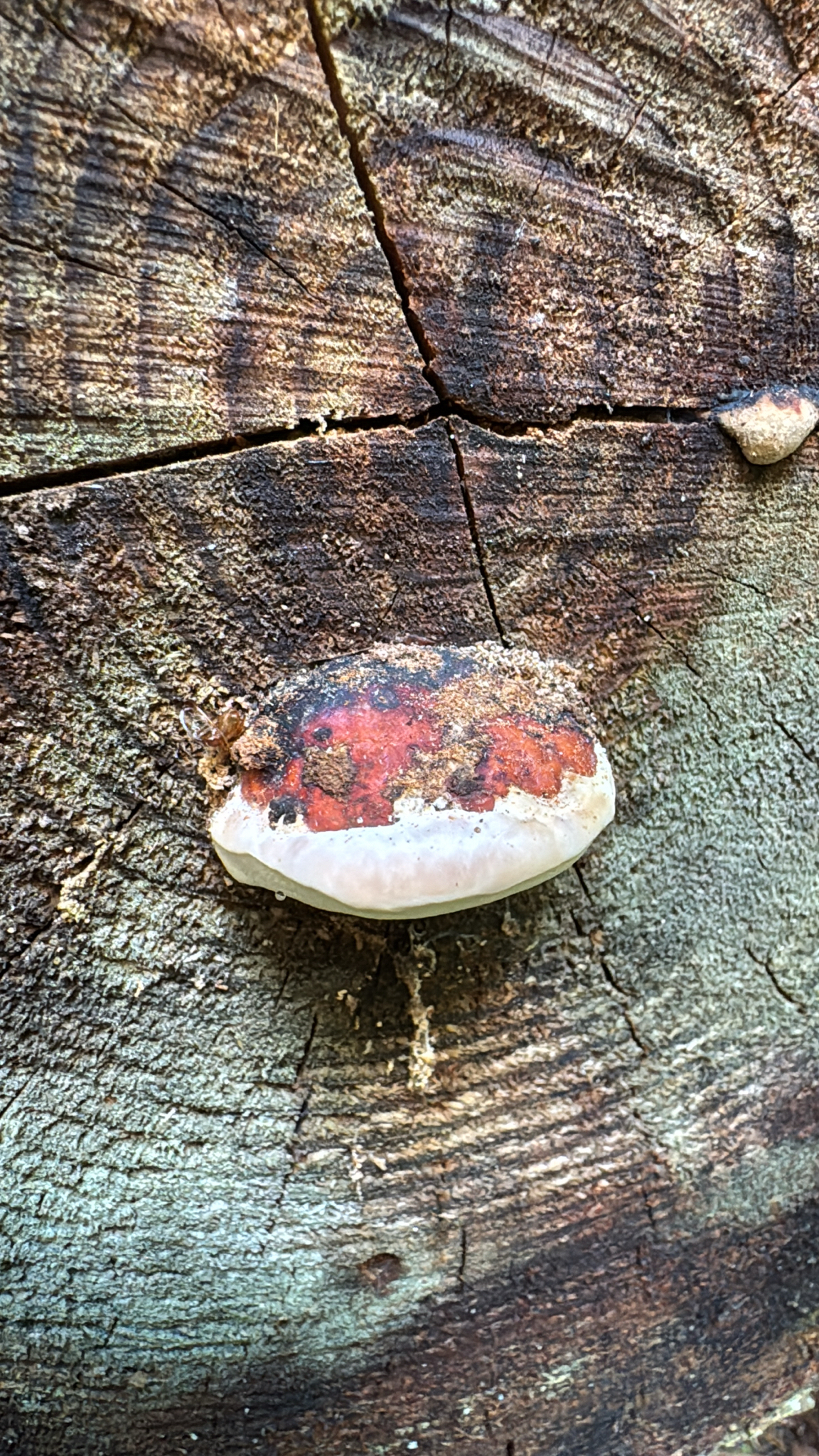 Fomitopsis mounceae