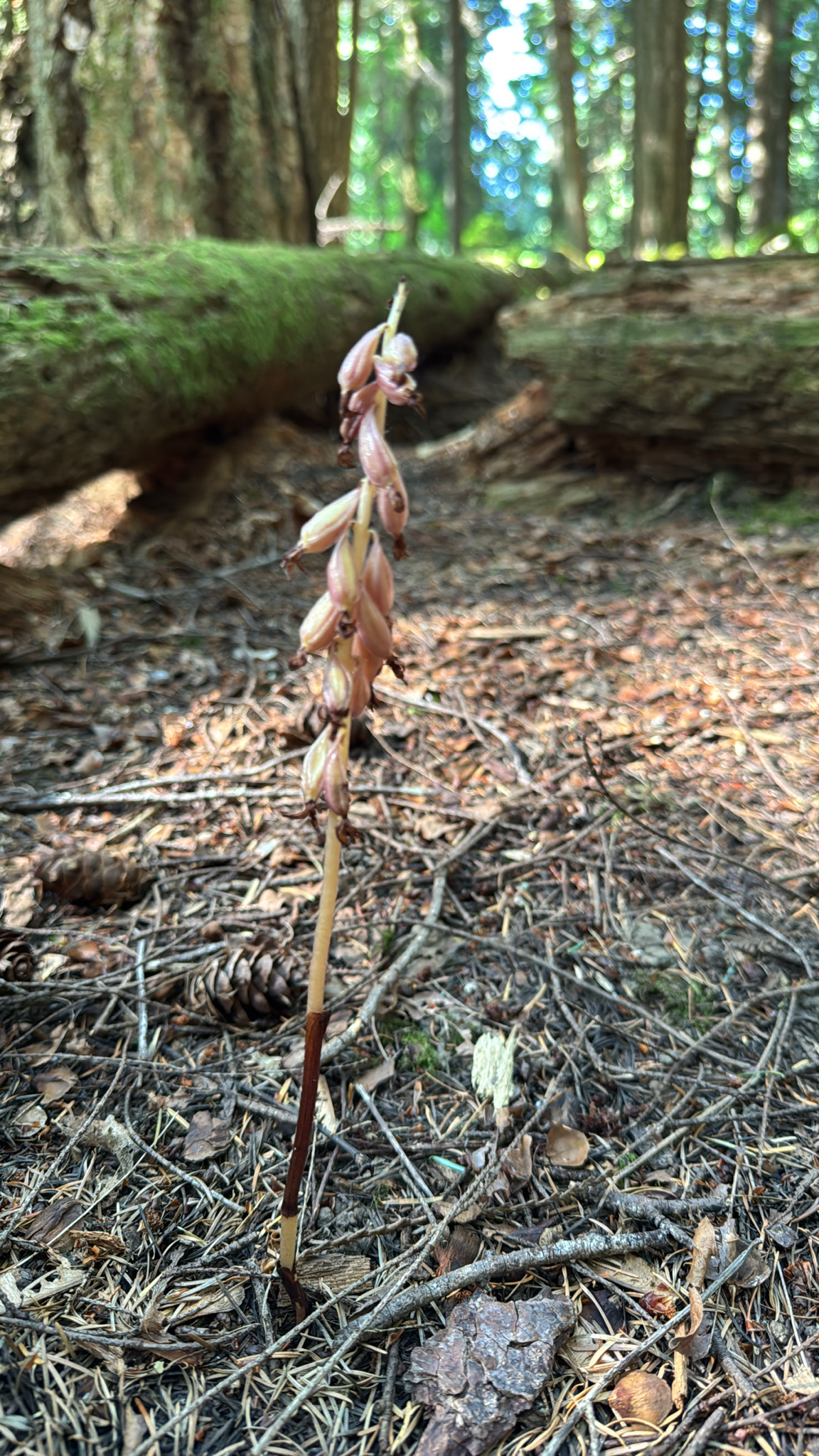 Corallorhiza striata