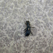 Devil's Coach Horse Beetle
