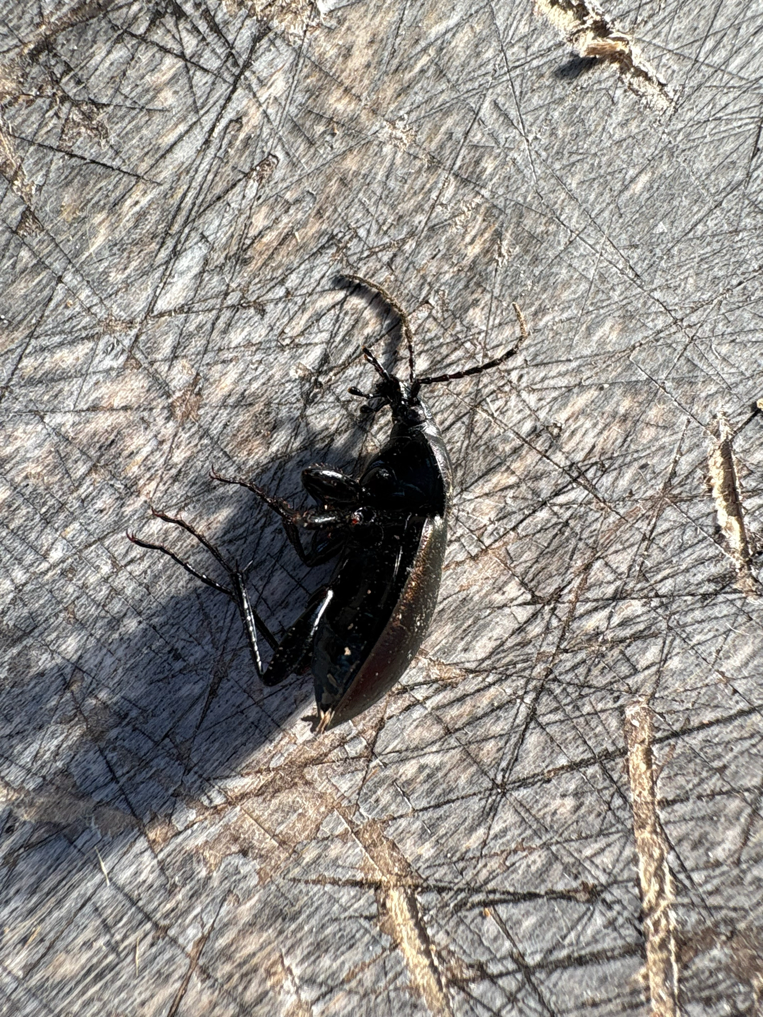 Carabus nemoralis