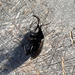 Bronze Ground Beetle