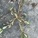 Common Purslane