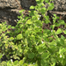 lemon balm